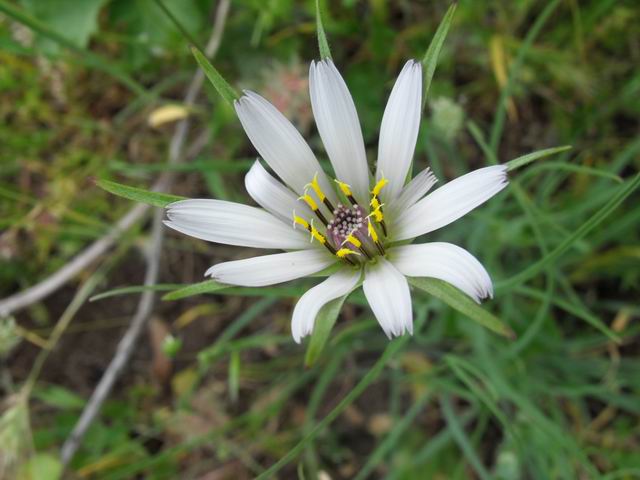 Apocromia di Geropogon hybridus (=G. glaber)